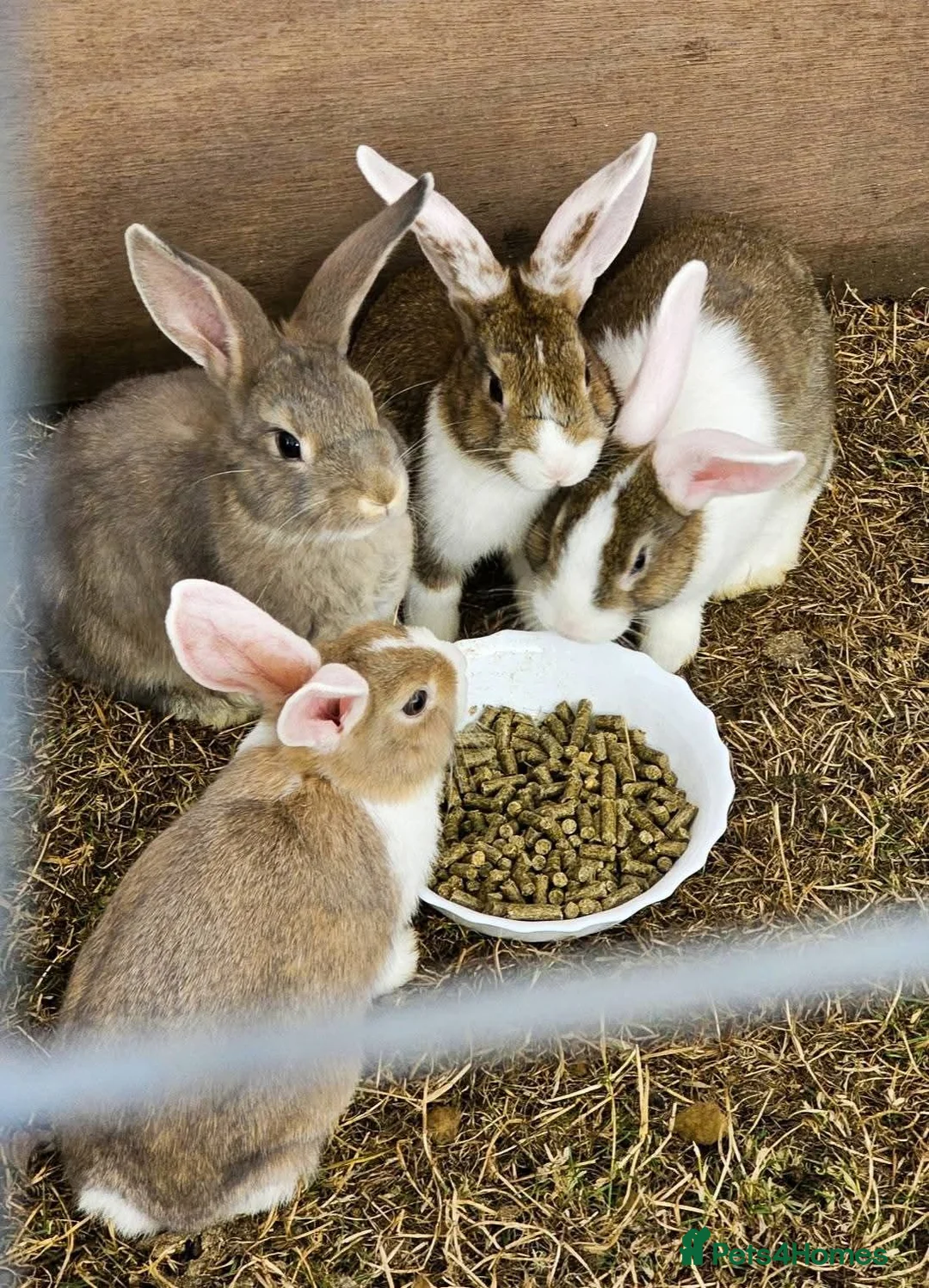 Mini Lop rabbits for sale: Rabbits - Advert 2