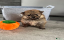 Pomeranian dogs for sale: KC registered Pomeranian puppies - Image 3