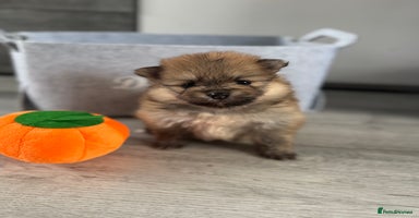 Pomeranian dogs - Advert 3