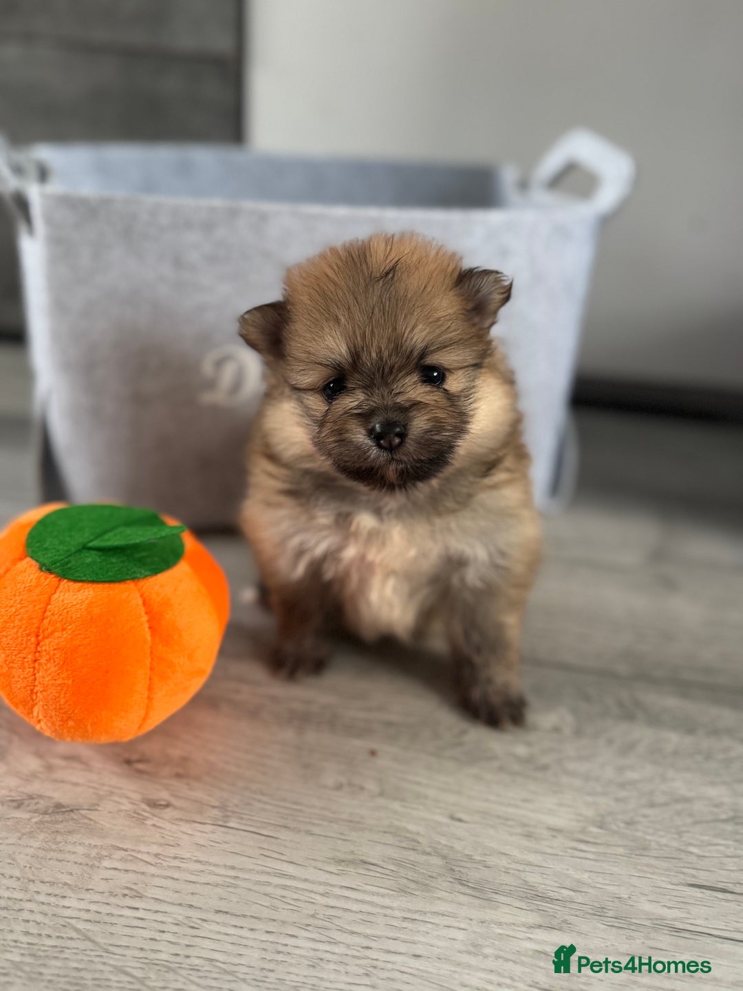 Pomeranian dogs for sale: KC registered Pomeranian puppies - Image 3