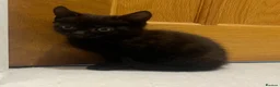 Mixed Breed cats for sale: 😍 3 Adorable Black & Tuxedo Kittens 🐈‍⬛💕 - Advert 26
