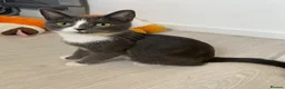Mixed Breed cats for sale: 2 male kittens ready to leave 3rd September  - Advert 3