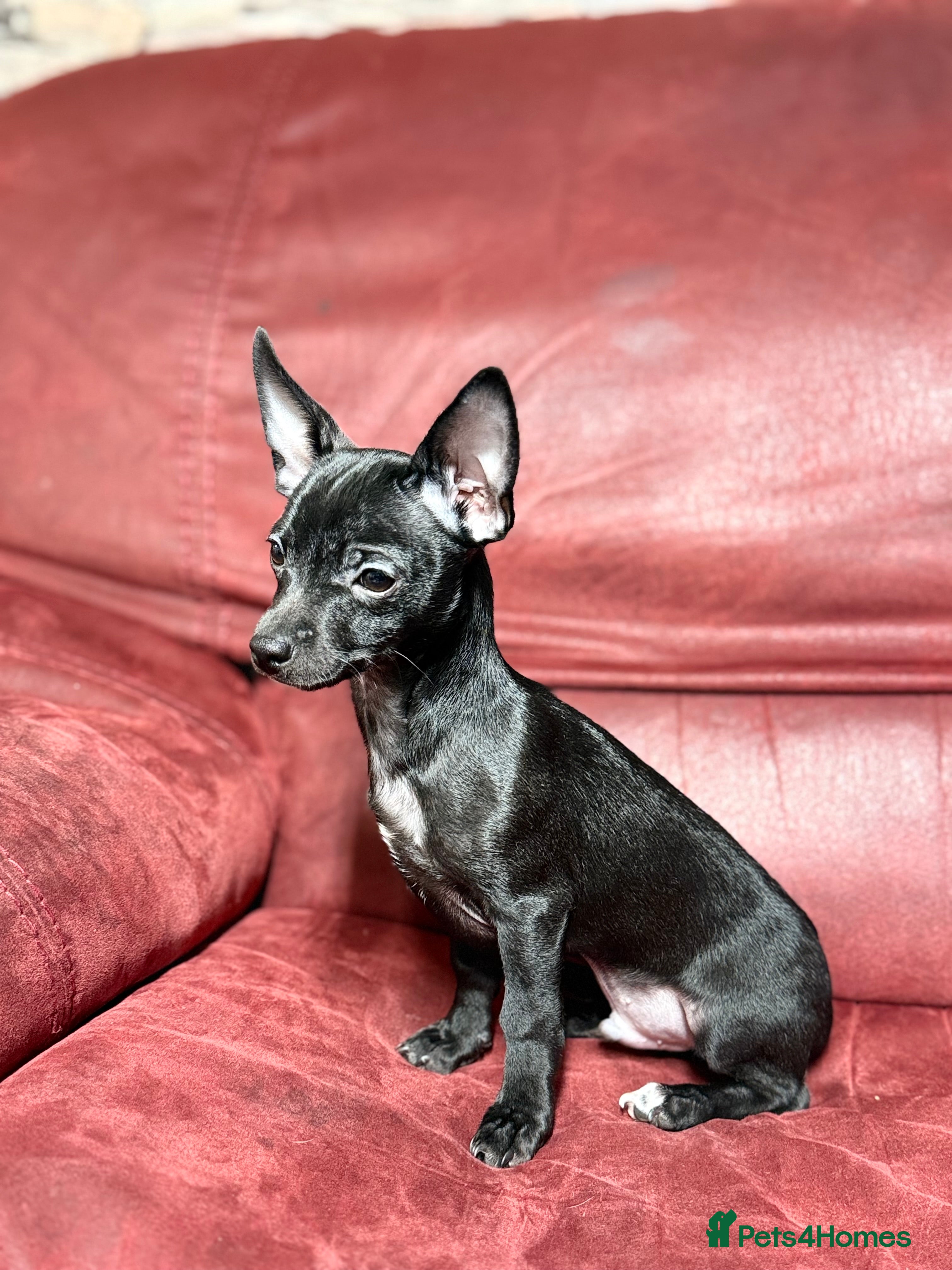 Chihuahua dogs 🐾 Beautiful Chihuahua Puppies - Advert 1