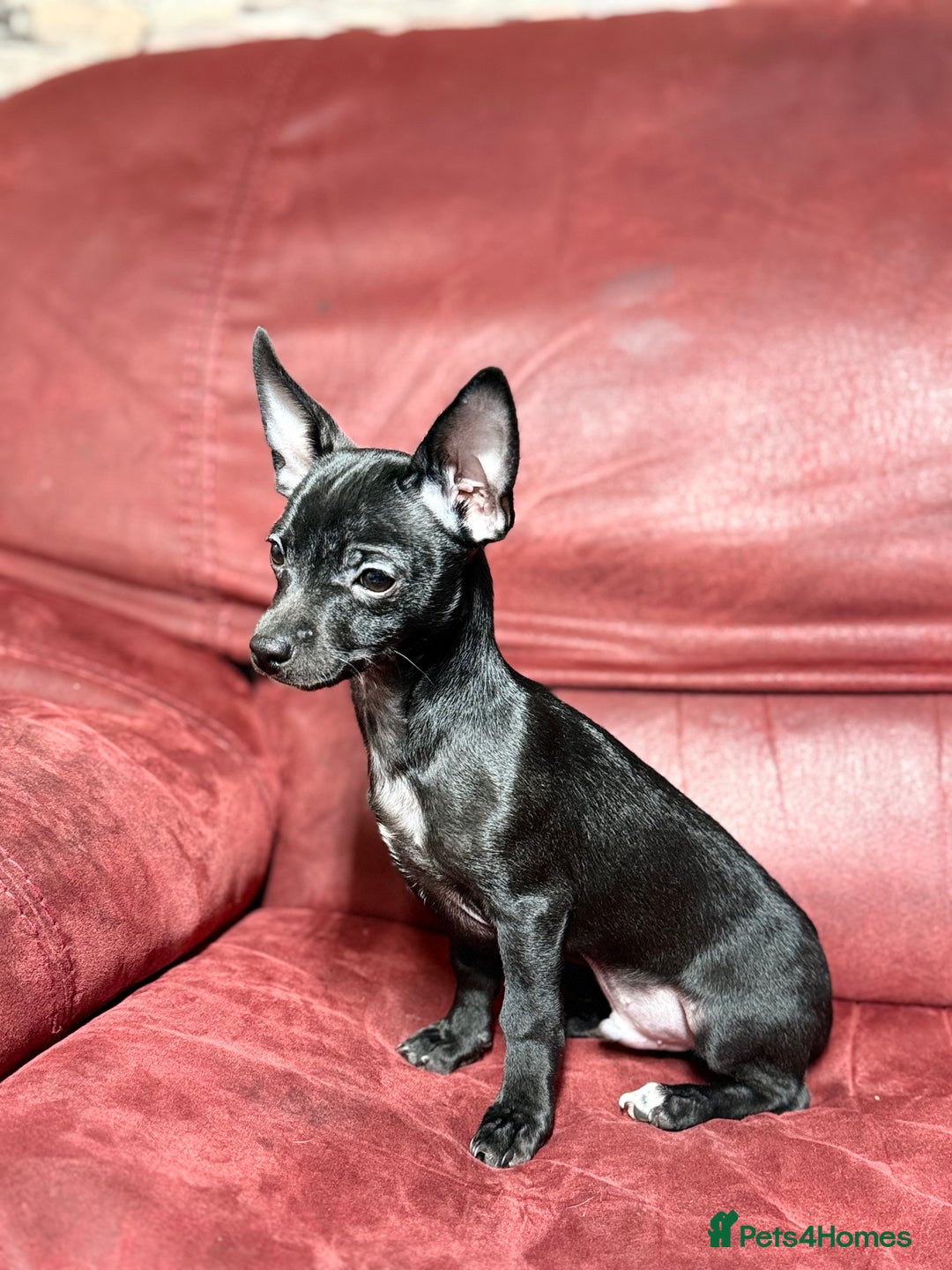 Chihuahua dogs for sale: 🐾 Beautiful Chihuahua Puppies - Advert 1