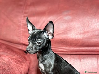 Chihuahua dogs 🐾 Beautiful Chihuahua Puppies - Advert 1