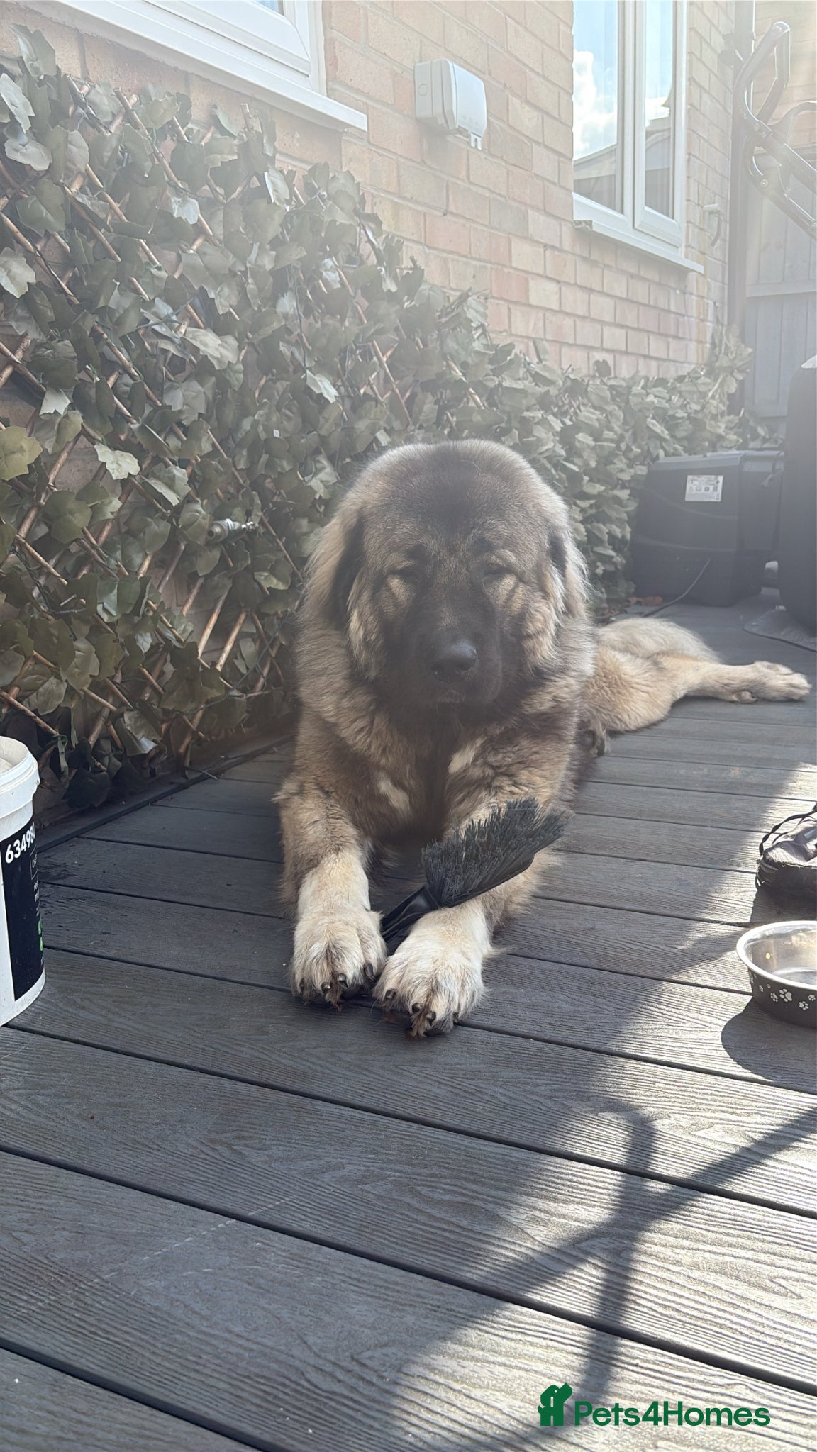 Caucasian Shepherd Dog dogs KIZER caucasian shepherd  - Advert 8