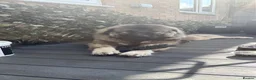 Caucasian Shepherd Dog dogs for stud: KIZER caucasian shepherd  - Advert 1