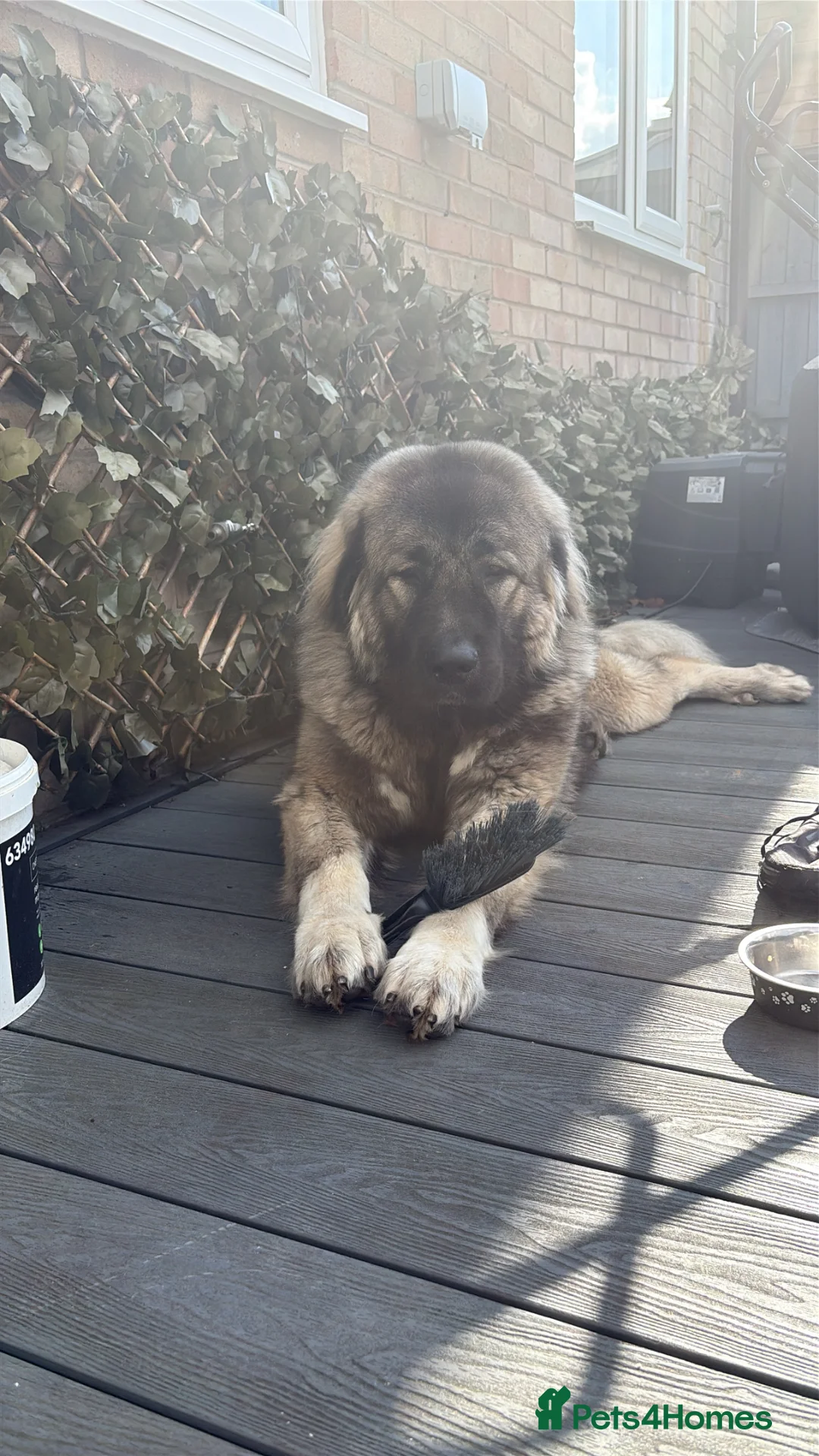 Caucasian Shepherd Dog dogs for stud: KIZER caucasian shepherd  - Advert 1