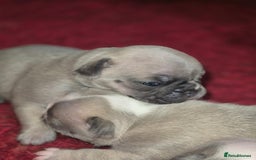 French Bulldog dogs for sale: Kc registered french bulldog puppies - Image 31