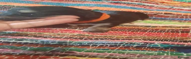 orange collar