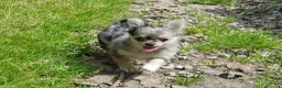 Chihuahua dogs for sale: Tiny tiny chihuahua girls  for sale  - Advert 3
