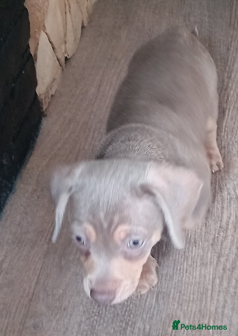 Dachshund dogs Beautiful miniature / fabulous colours  - Advert 2