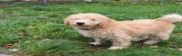 Mini Goldendoodle dogs for sale: F1B Mini Goldendoodle Boy -12 weeks old - Advert 5