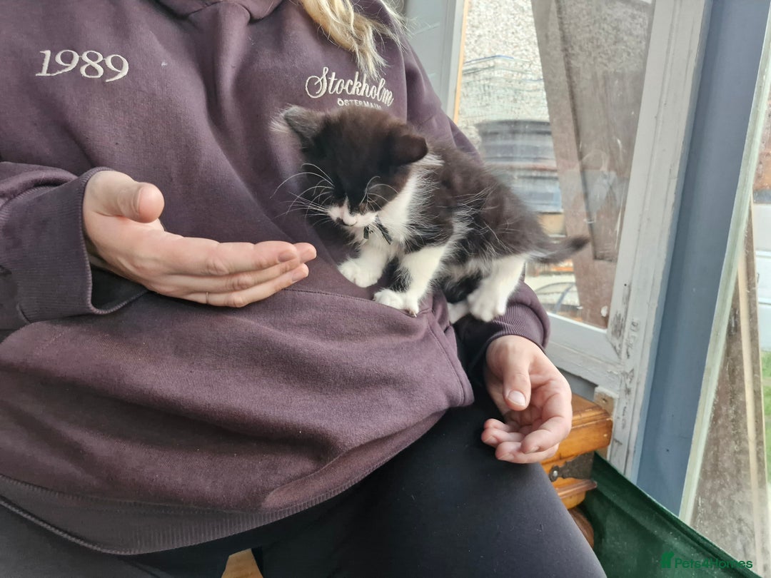 Mixed Breed cats for sale: Mixed Breed Kittens  - Image 4