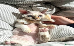 Devon Rex cats for sale: Meet Our Devon Rex Kittens One-of-a-Kind Litter! - Image 11