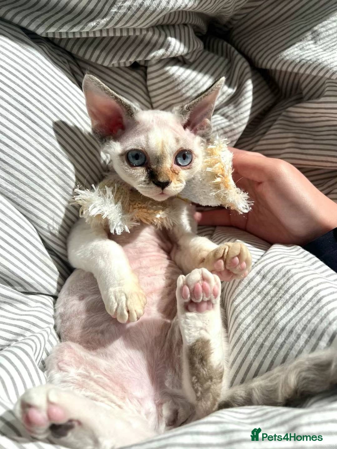 Devon Rex cats for sale: Meet Our Devon Rex Kittens One-of-a-Kind Litter! - Image 11