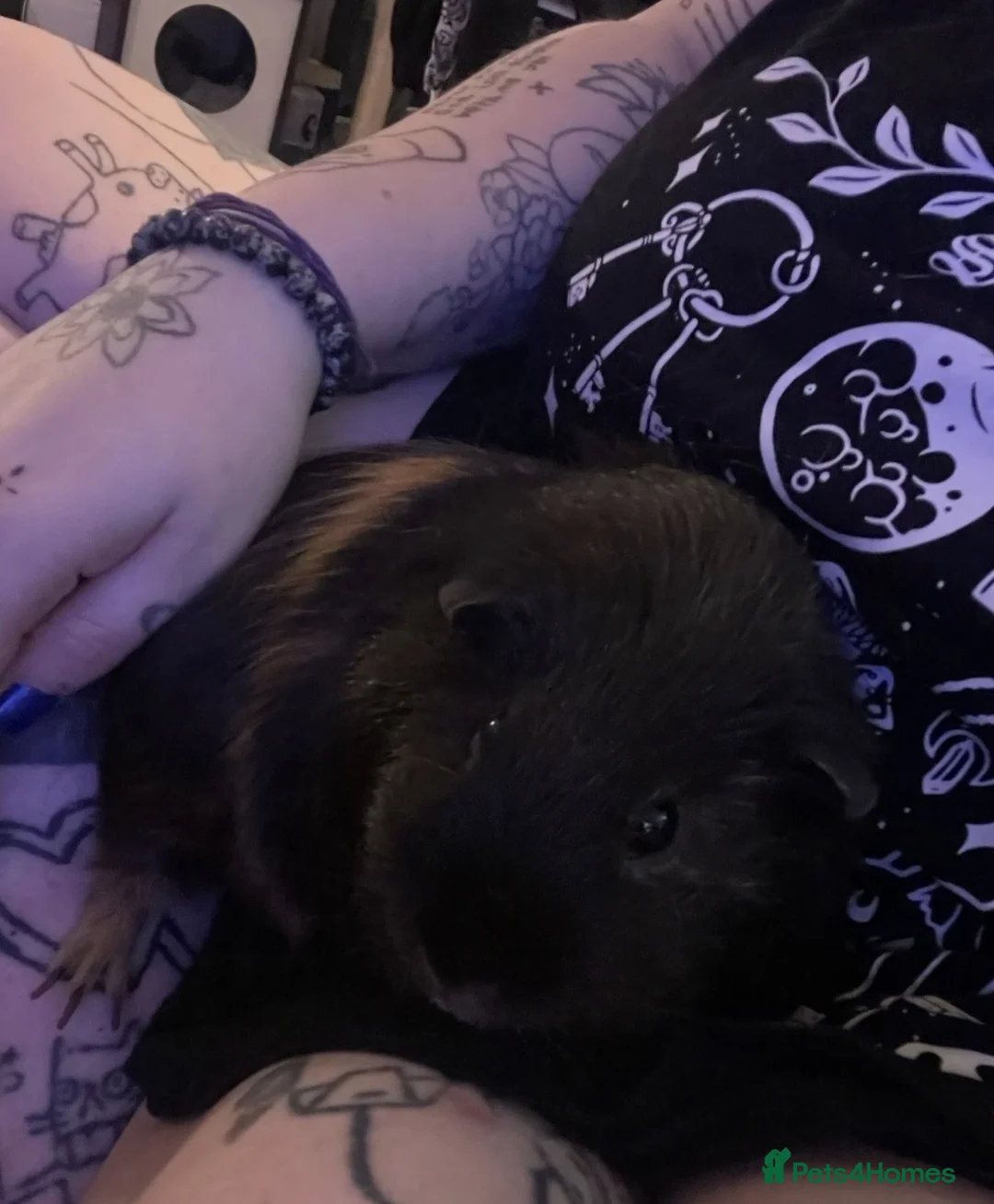 Guinea Pig rodents for sale: male Guinea pigs in Loughborough - Advert 2