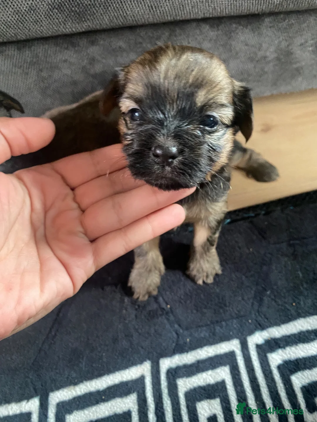 Shorkie dogs for sale: Shorkie in Nelson - Advert 2