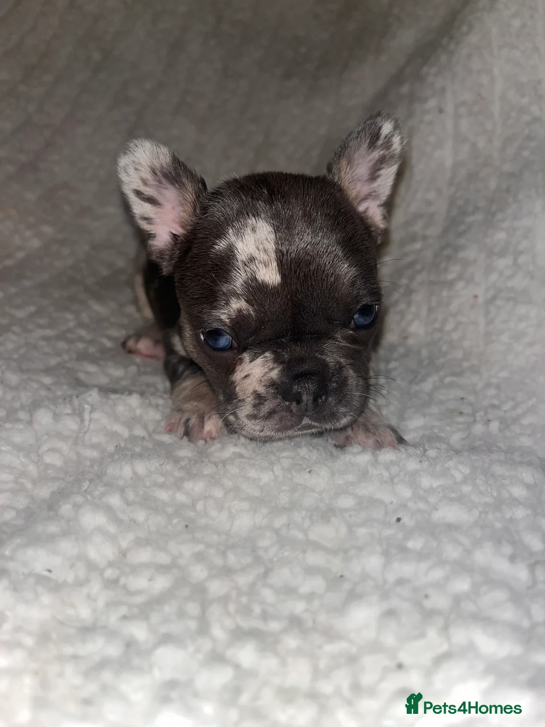 French Bulldog dogs for sale: Stunning French bulldogs  - Advert 1