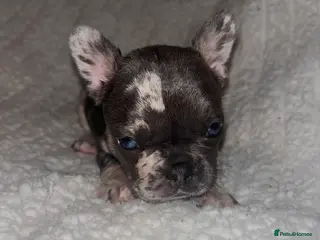 French Bulldog dogs Stunning French bulldogs - Advert 1