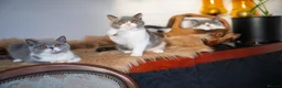 British Shorthair cats for sale: GCCF and TICA Registered -Show Quality BSH. - Advert 8