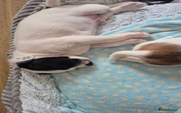 Jack Russell dogs for sale: 1 Beautiful boy Jack Russell puppy left for sale - Image 13