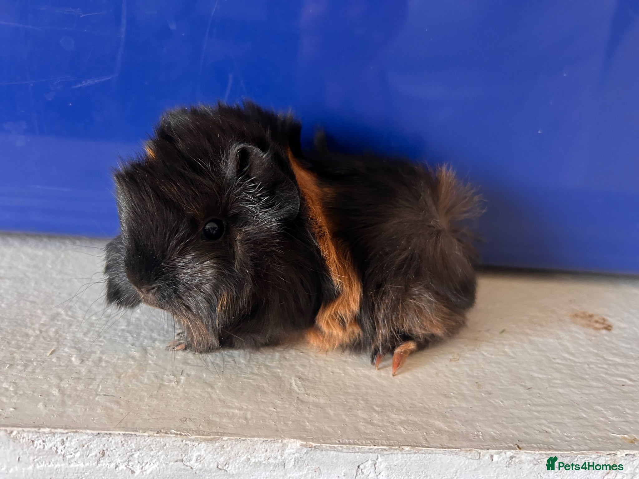 Guinea Pig rodents Pair of peruvian Sows jet black boar available - Advert 7