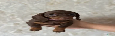 Miniature Dachshund 5