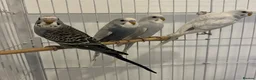 Budgerigars birds for sale: Baby Budgies - Advert 2