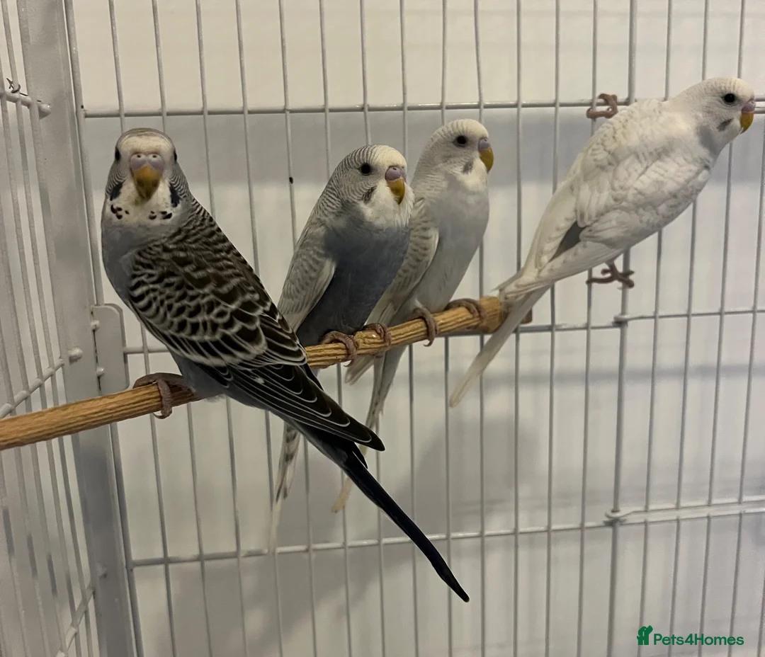 Budgerigars birds for sale: Baby Budgies - Advert 2