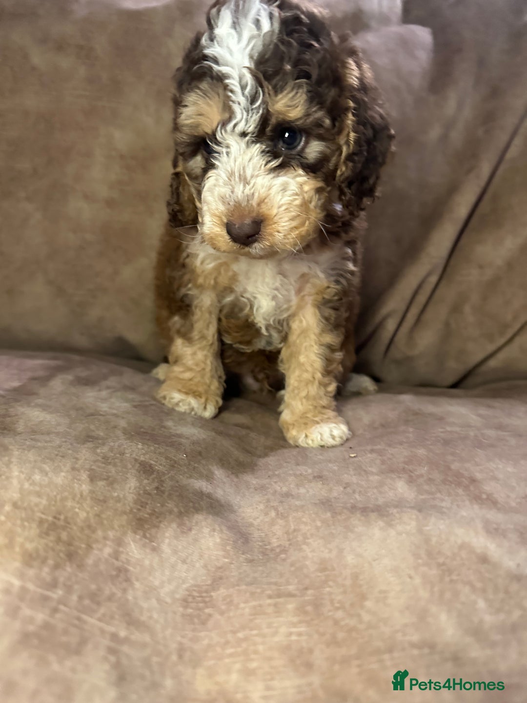 Cockapoo dogs for sale: Roan and sable cockapoos - Advert 3