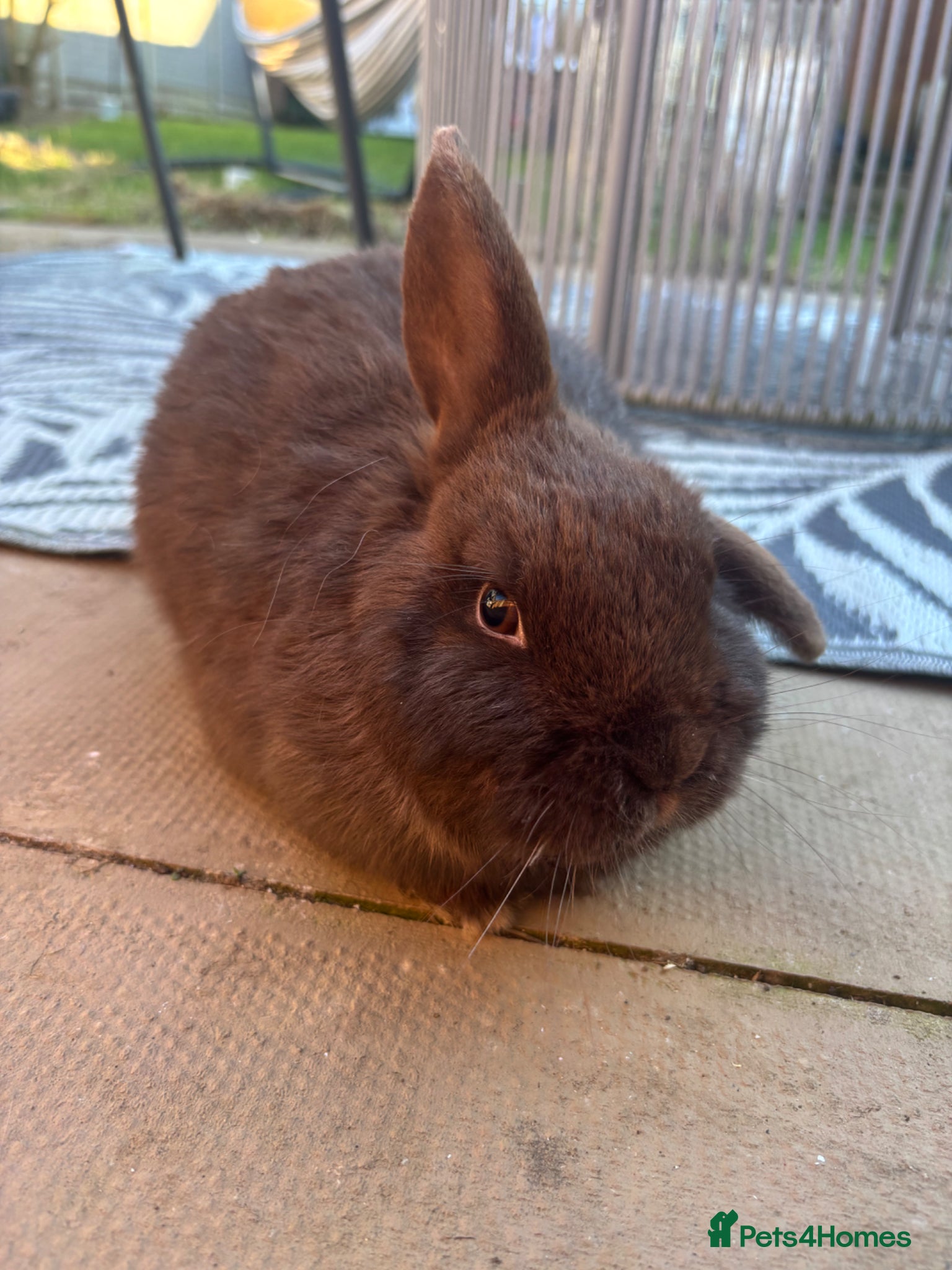 Mixed Breed rabbits 6 month old Rabbits for sale, Boy & Girl - Advert 1