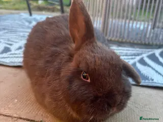 Mixed Breed rabbits 6 month old Rabbits for sale, Boy & Girl - Advert 1