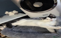 Mixed Breed cats for sale: 2 kittens  - Image 3