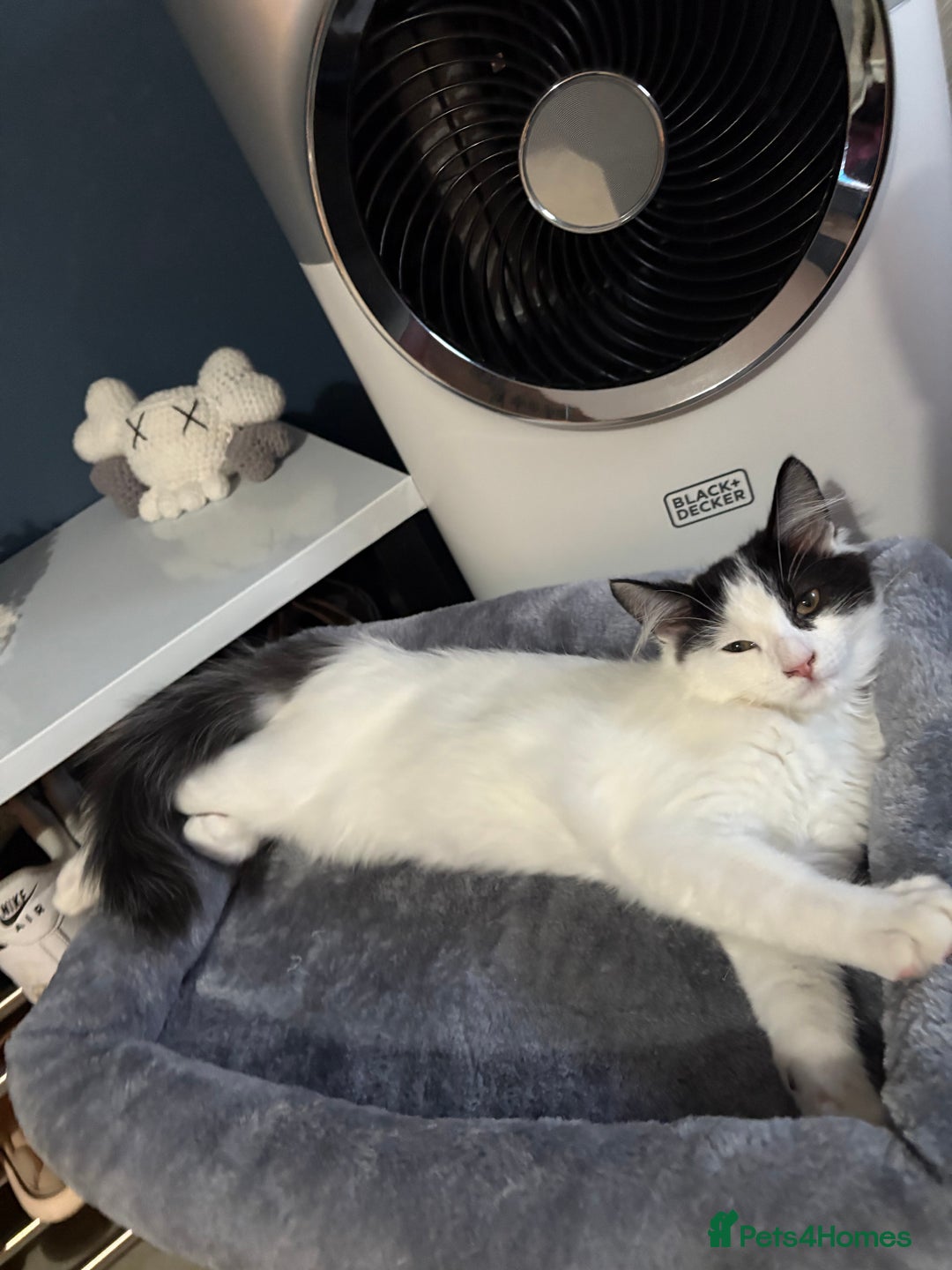 Mixed Breed cats for sale: 2 kittens  - Image 3