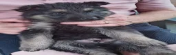 German Shepherd dogs for sale: Long Hair German Shepherd Puppies  in Chorley - Advert 13