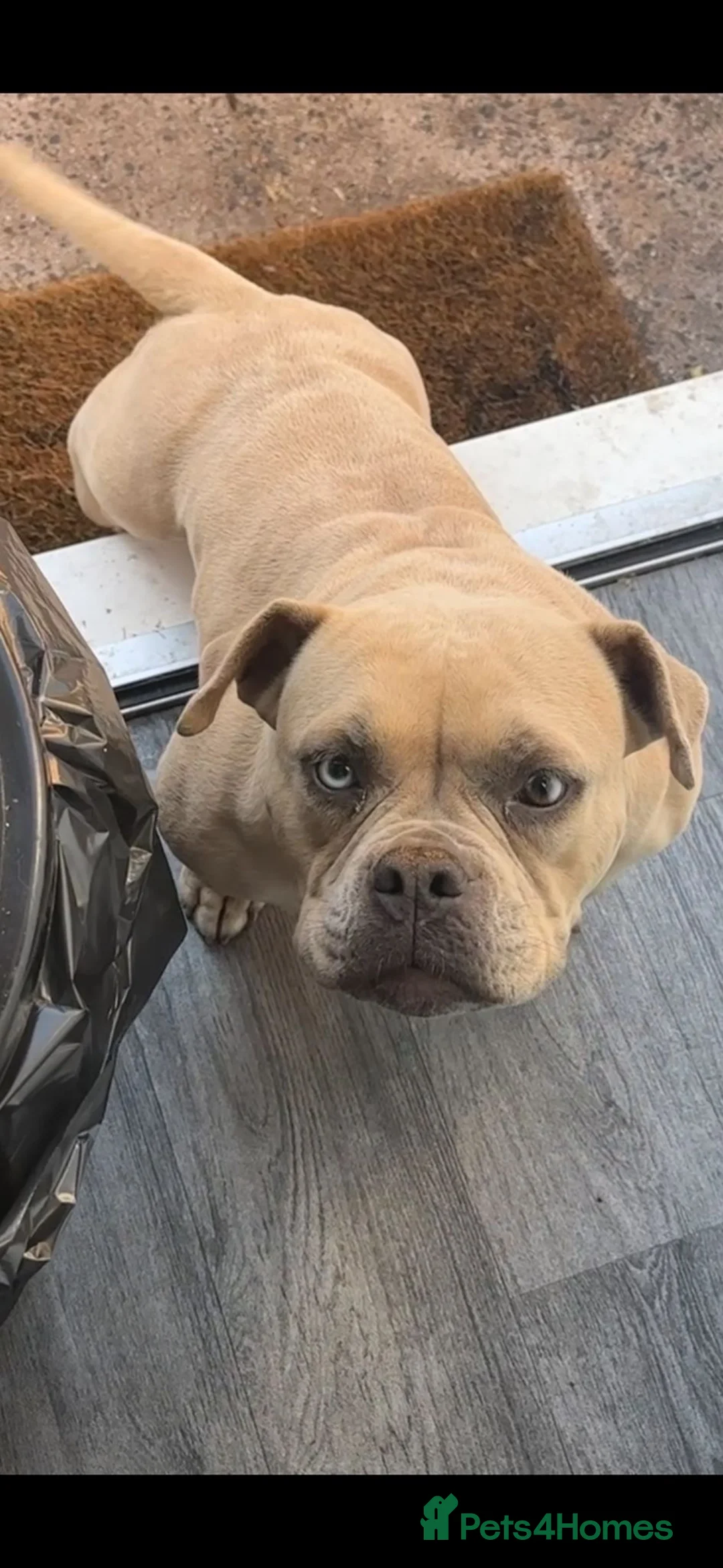 American Bulldog dogs for sale: Pocket Bully  in Birmingham - Advert 2