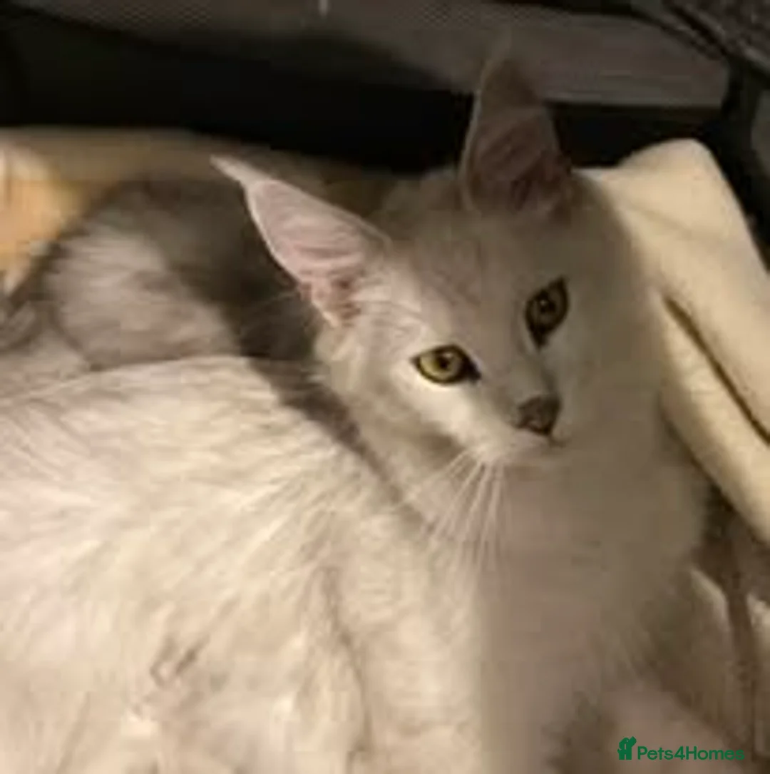Maine Coon cats for sale: Silver Shaded Beauties in Liskeard - Advert 10