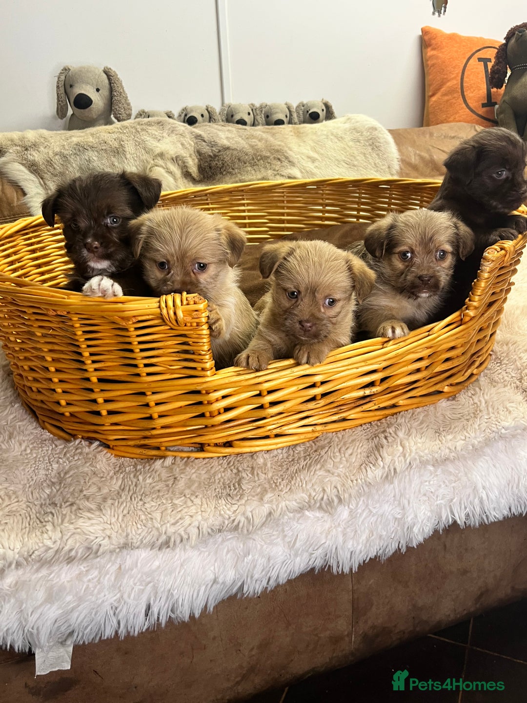 Jack Russell dogs for sale: Beautiful Broken Coated  - Advert 4