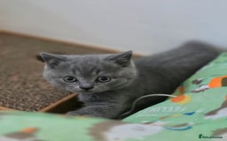 British Shorthair cats for sale: Tica registered British shorthair, ready now! - Image 1