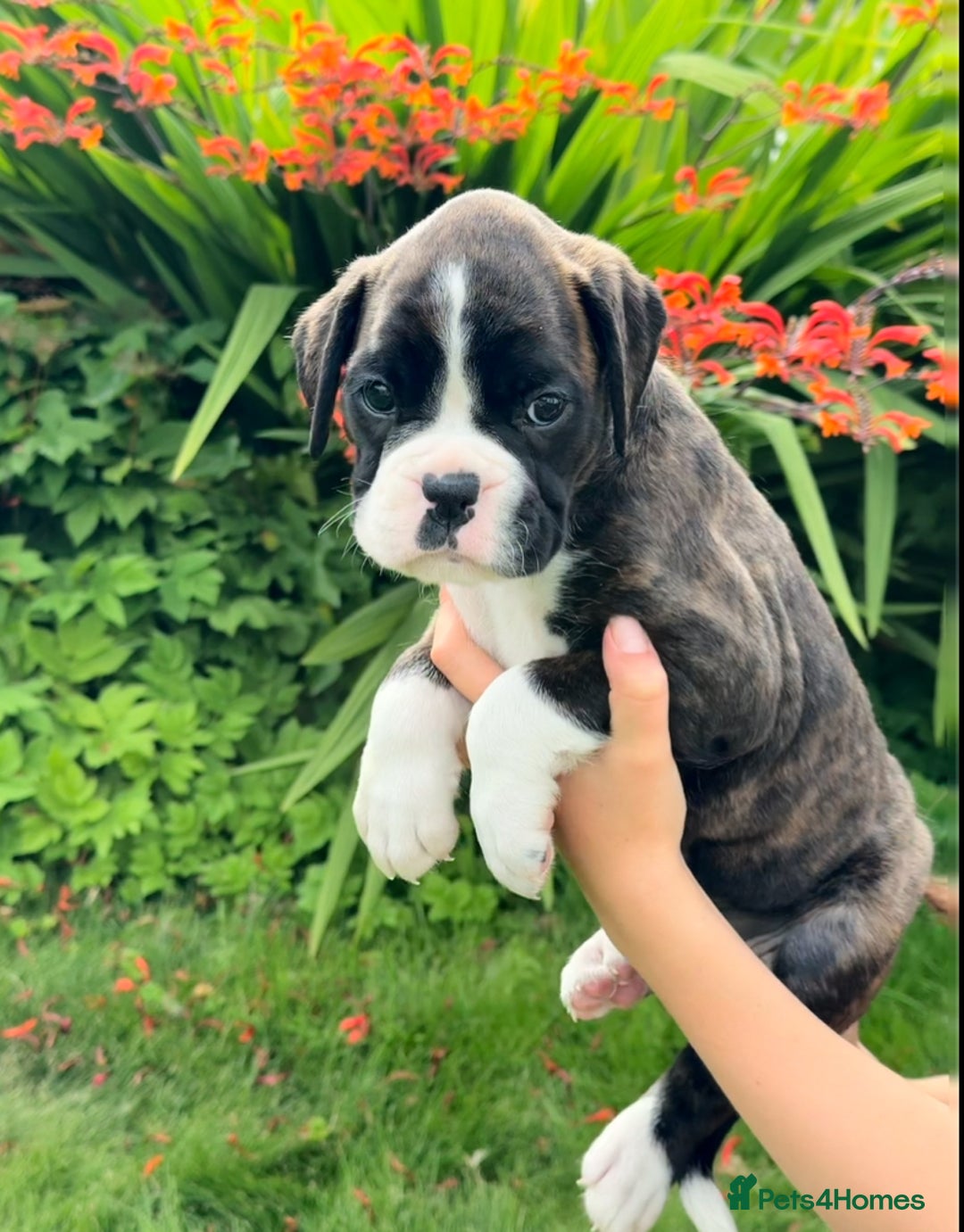 Boxer dogs for sale: Gorgeous boxer puppies from health tested parents  - Image 5