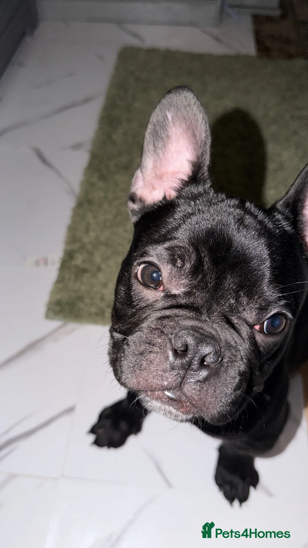 French Bulldog dogs for sale: Male French Bulldog - Advert 2