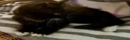 Mixed Breed cats for sale: Beautiful fluffy friendly babies - Advert 25
