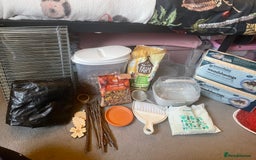 Hamster rodents for sale: Gorgeous male Syrian hamster named Mahogany…  - Image 5