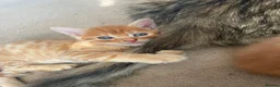 Mixed Breed cats for sale: Gorgeous kittens for sale  - Advert 6