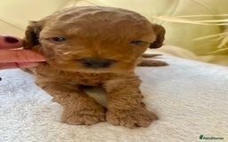 Cockapoo dogs for sale: 4⭐️Licensed F1b Cockapoos Exceptionally Bred - Image 4