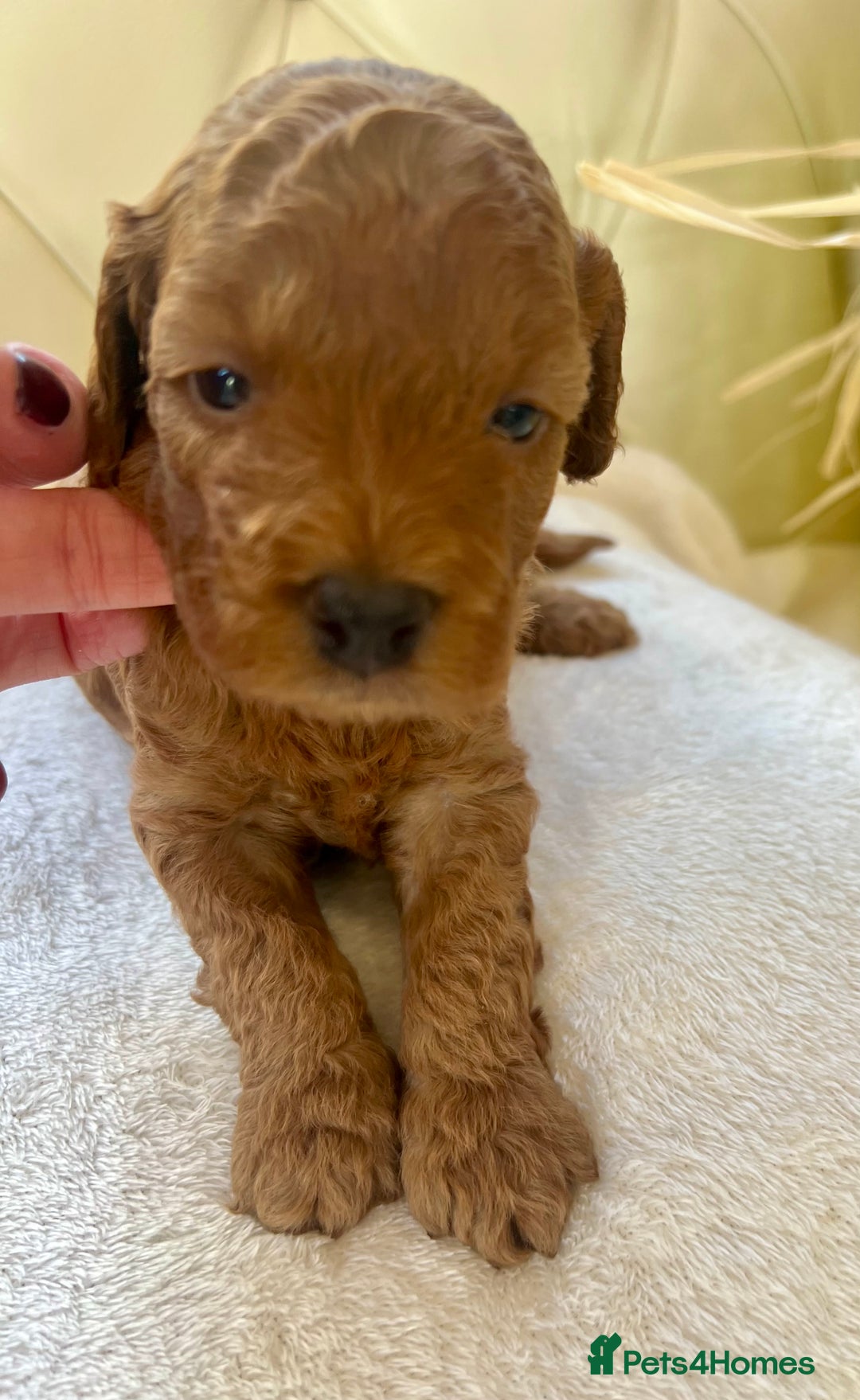 Cockapoo dogs for sale: 4⭐️Licensed F1b Cockapoos Exceptionally Bred - Image 4
