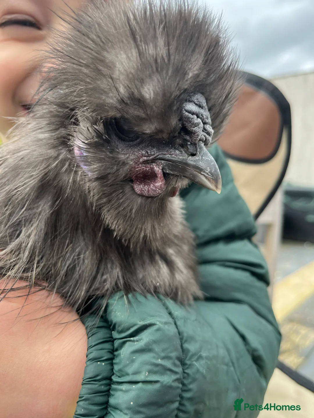 Chickens poultry for sale: Blue silkie roo in Heywood - Advert 1