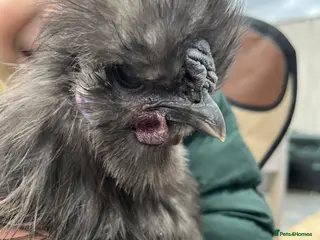 Chickens poultry Blue silkie roo - Advert 2