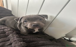 Staffordshire Bull Terrier dogs for sale: Stunning Blue Staffordshire Bull Puppies for sale - Image 20
